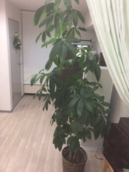 オズ六本木/パキラが大きく育ちました☆小顔