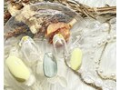 押し花ネイル