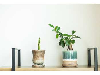 リー(Re)/こだわりの観葉植物達