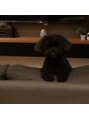 リュクス 流山おおたかの森店(Luxe) うちの愛犬、トイプードル♀です☆真っ黒です！