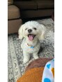 ほぐしの名人 小新店 祖父母の家の犬!マルチーズみたいな見た目ですがチワプーです♪