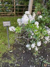 佐藤鍼灸院 美顔鍼プレム(美顔鍼PUREMU)/カルミアの花