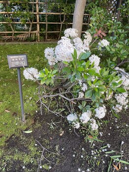 佐藤鍼灸院 美顔鍼プレム(美顔鍼PUREMU)/カルミアの花