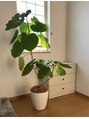 パーソナルマシンピラティス 名駅店 観葉植物が好きで、目が合うと連れて帰りたくなってしまいます。