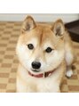 ヨサパーク フォルトゥナ 天王寺店(YOSA PARK fortuna) 芝犬は忠犬なのにツンデレでそこがカワイイです(*^^*)