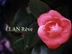 ELAN Reve【毛穴洗浄/小顔/コルギ/痩身】【10/1 NEW OPEN（予定）】の写真/頑固な黒ずみや角栓を徹底洗浄！細胞レベルのアプローチで、至近距離でも自信が持てる毛穴レスな素肌へ。