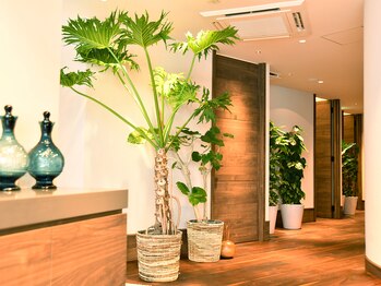 ザ グリーンズ(THE GREENs)/【癒しのグリーン】