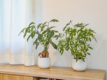 チェリッシュ(Cherish)/店内内観