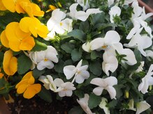 スマイルデイズ(Smiledays)/エントランスのお花♪