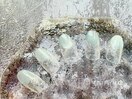 定額Bサンプル