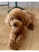 トトノリス(Totonoris)&nbsp;フェアリー 