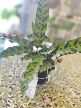 マシュマロハンド/よもぎ蒸し/冷え/むくみ改善