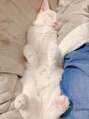 よしぬま整体院 八王子 実家の猫ちゃんです。お腹だして寝てます!笑