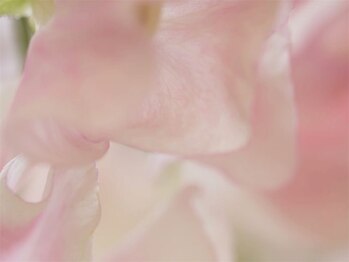 シーエヌ(C/N)/4月定額デザイン/ご新規6900~