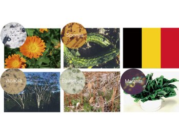 パシュ/天然【2Bバイオトリートメント】