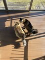 マイショウ 加須店(MY SHOW) 家の長毛ねこちゃん