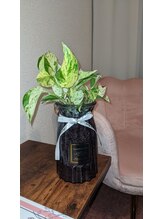 ロータスローズ(Lotus Rose)/大切な先輩からのポトスちゃん