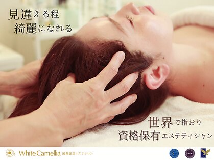 ホワイトカメリア(White Camellia)の写真