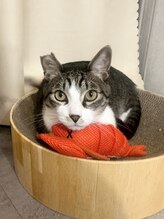 サロン ねこ かまちょ