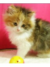 ハンズファンズヴィラ 伊勢崎店&nbsp;池野 