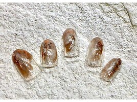 Autumn Collection アートNo.Y13