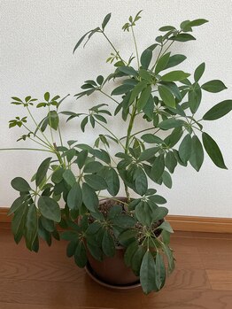 リラクゼーション アポロン(APOLLO)/暮らしを彩る観葉植物