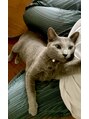 カイ(KAI) 愛猫のロシアンブルー♪おバカで甘えん坊の女の子