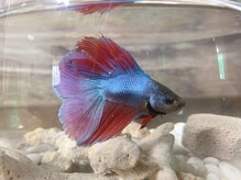 癒し/癒しの受付魚(*^^*)