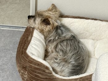 リリー(Lily)/愛犬のトップです♪