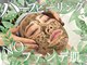 リス ブラン(Lys Blanc)の写真