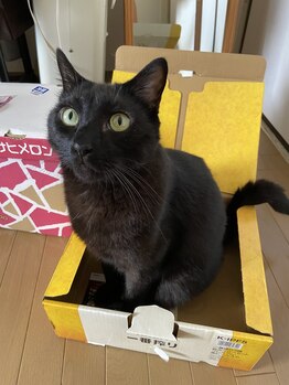 タジマ カイロプラクティック/箱猫