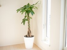 サヤ(saya)/日差しが降り注ぐ店内です◎