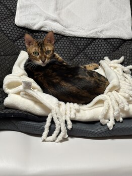 ヨサパーク メリア 奈良北(YOSA PARK MERIA)/居候猫