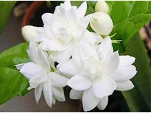 ジャワの宝石/ジャスミンの癒し時間 &nbsp;