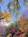 癒しの森 三宮 元町 自然の中で過ごすのが好き。特に紅葉はうっとりする。