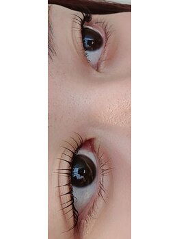 コア(Koa)/根元からしっかり立ち上げ