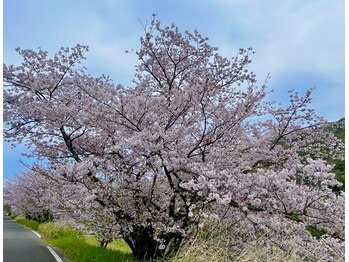 桜香(ほのか)/