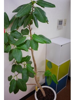 船橋カイロプラクティックオフィス/施術室の観葉植物１