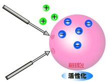 ビューティーセラピーマジック 自由が丘店(Beauty Therapy Magic)/微弱電流は細胞を活性化