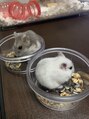 ジュネル ハムスター愛好家。犬も猫も好きです！