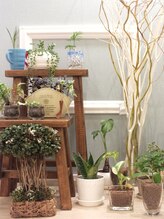 ソレーラ(sorella)/観葉植物