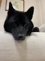 フェイン 渋谷本店(fein.) 甲斐犬飼ってます
