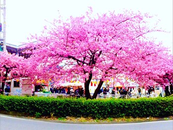 関谷カイロプラクティック整体院/2019年 春の訪れ No.1