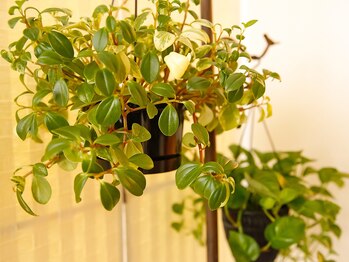 デトックスアンドビューティー ボディプラス(Detox&Beauty Body Plus)/観葉植物にほっこり癒されます♪