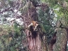 風音(カノン)/岡山県高岡神社