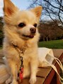 ジャミン(Jammin)&nbsp;我が家の愛犬チワワのミルクです(*^_^*)なぜか黄昏てる…