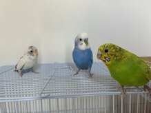 ラポ(Lapo)/家族が3羽います