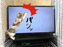 レディバード(Lady Bird)/ニャンコのゲーム