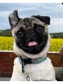 シェリー(Cherie) 愛犬のパグ（ジンくん）です