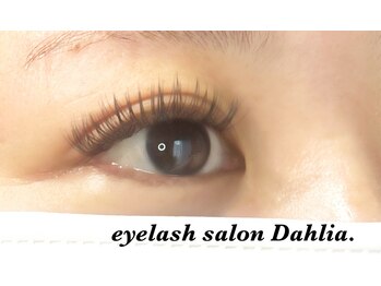 ダリア(Dahlia.)/バインドロック80束